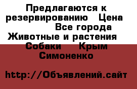 Предлагаются к резервированию › Цена ­ 16 000 - Все города Животные и растения » Собаки   . Крым,Симоненко